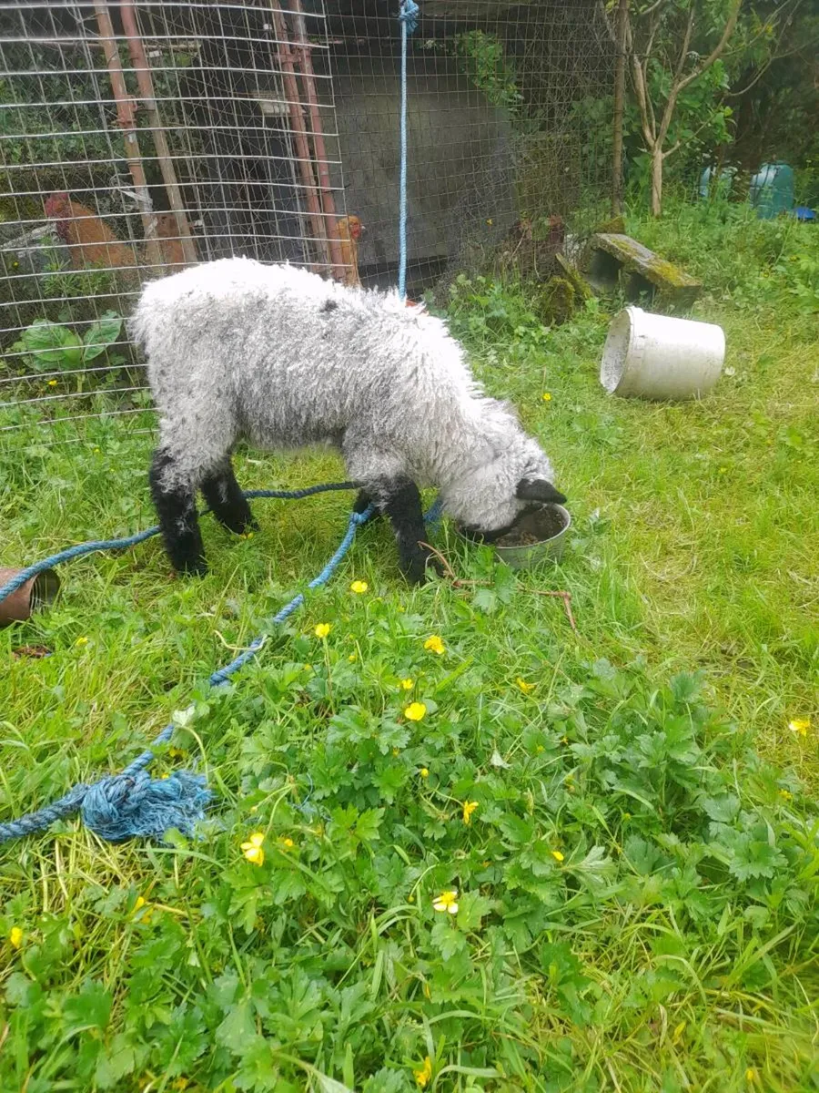 Pymgy adult female,valais x ram lamb - Image 4
