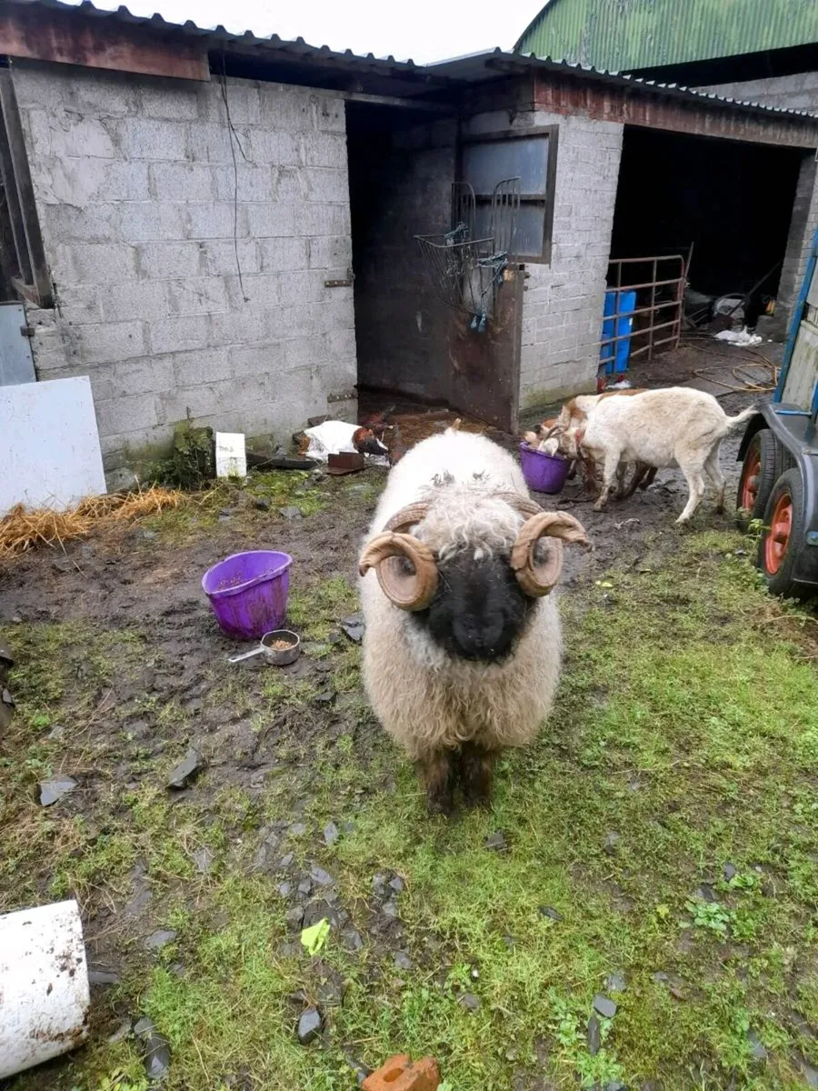 valais x ram lamb - Image 4