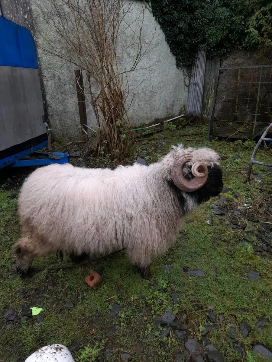valais x ram lamb - Image 3