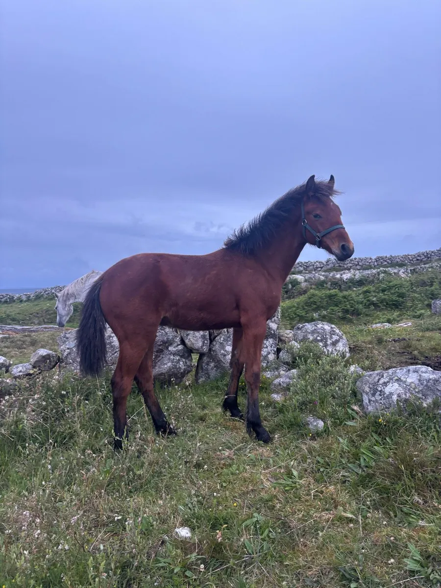 Connemara Colt foal