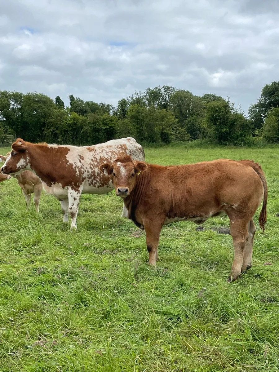 Roan heifer - Image 1