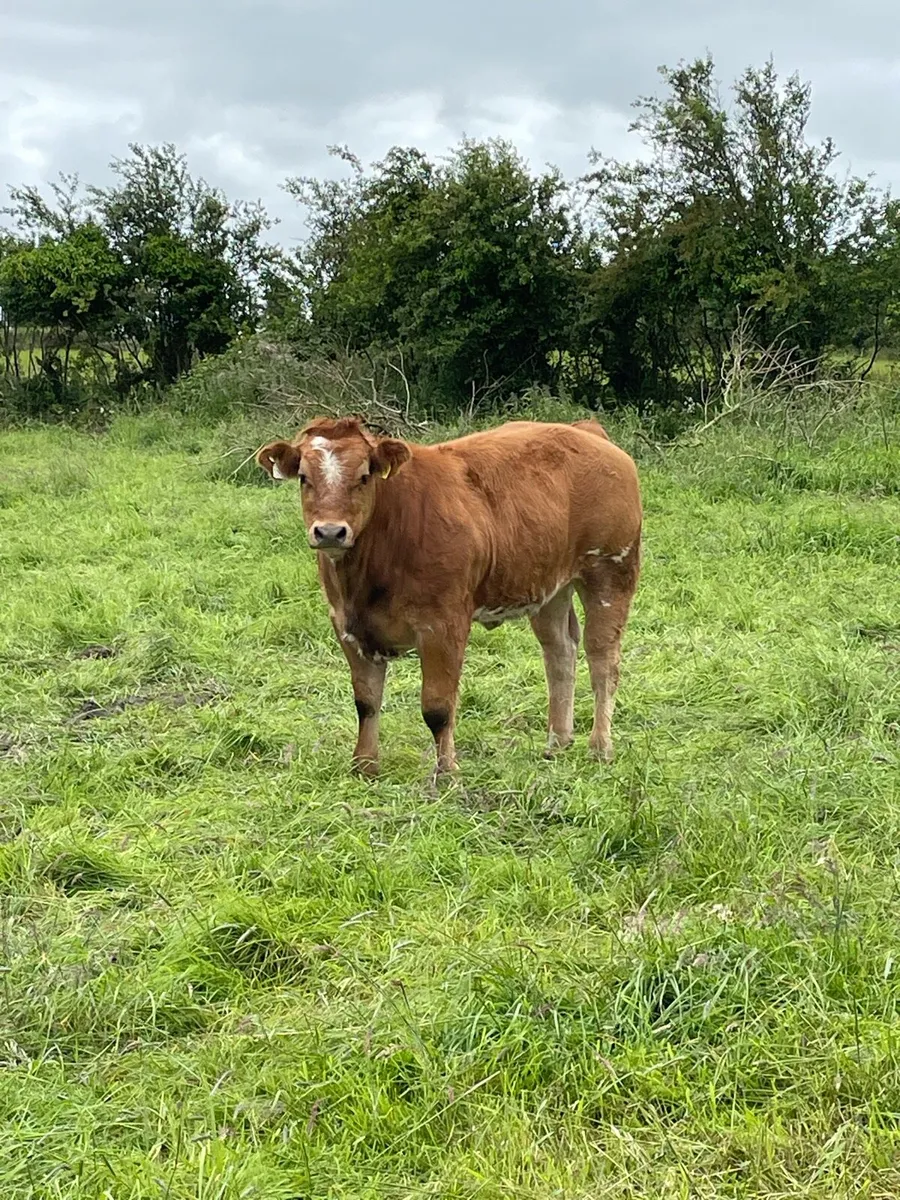 Roan heifer - Image 2