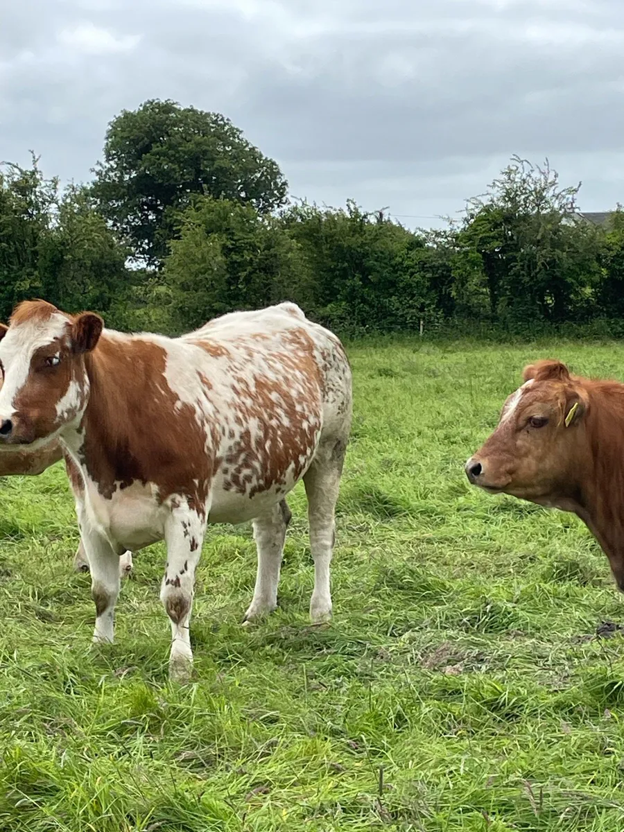 Roan heifer - Image 4