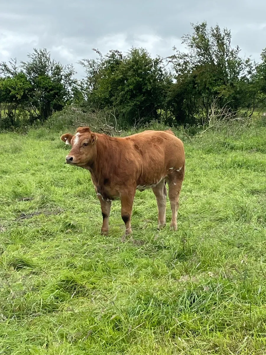 Roan heifer - Image 3