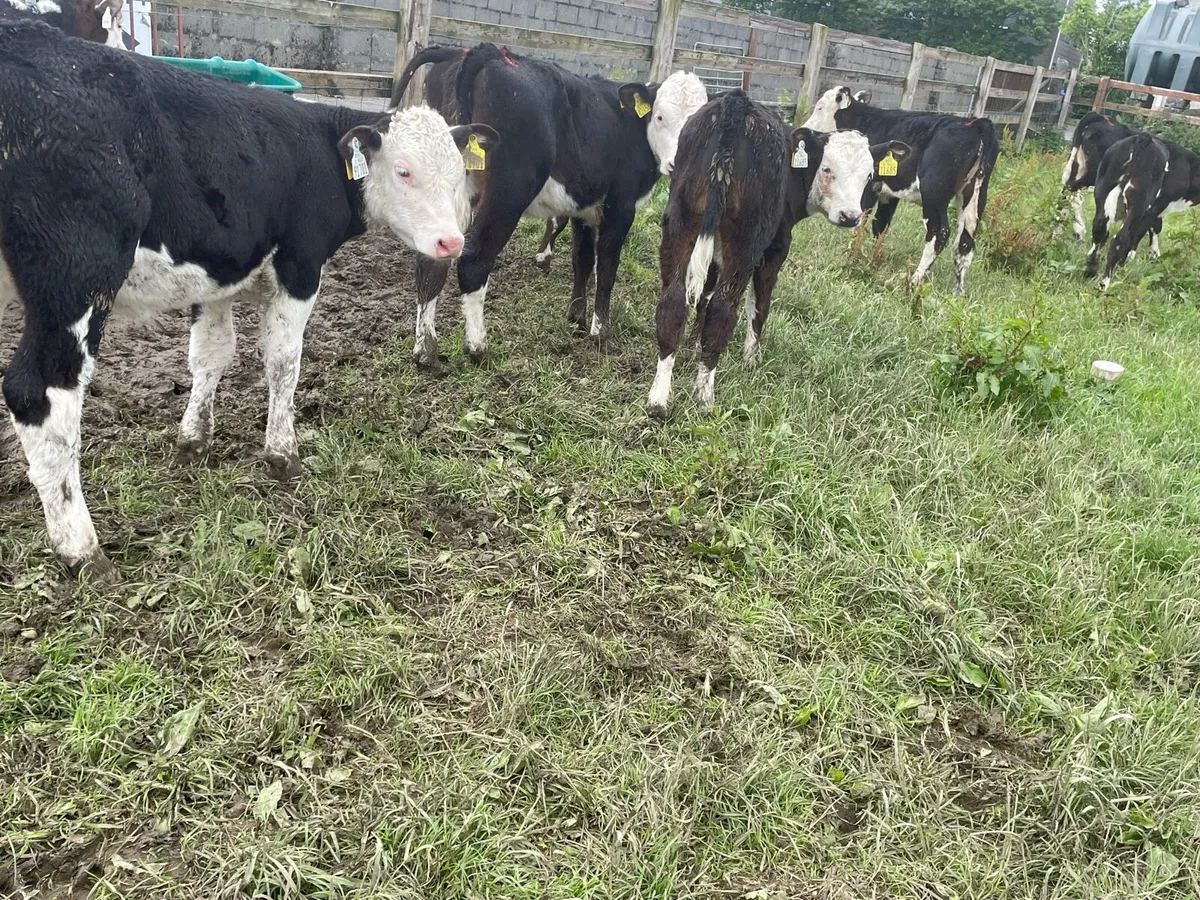 Proper Reared Hereford Heifers - Image 1