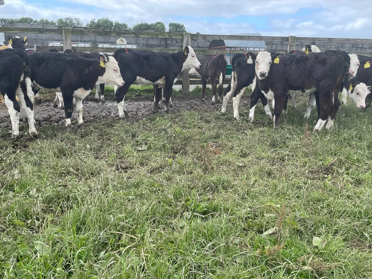 Proper Reared Hereford Heifers - Image 2
