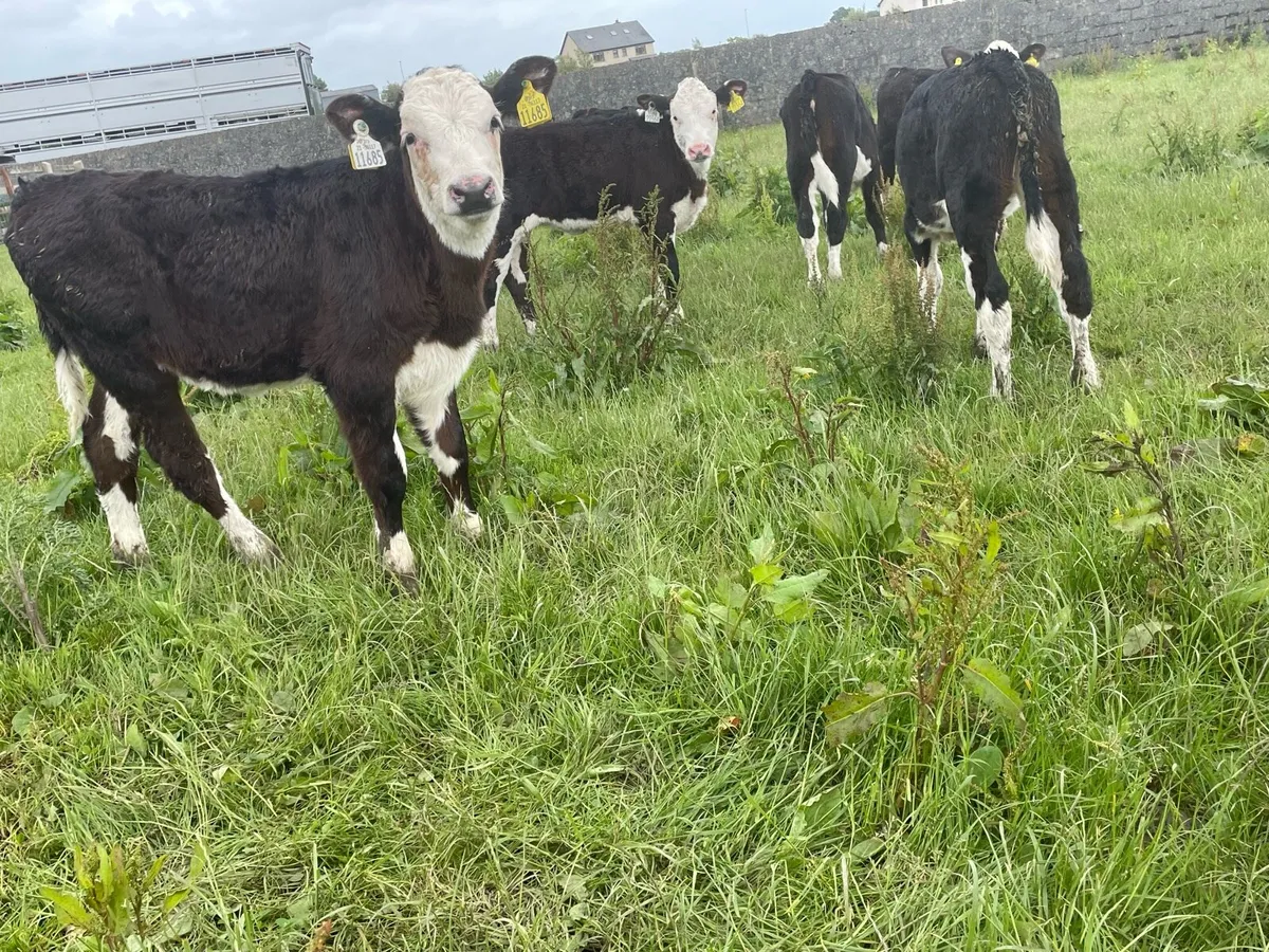 Proper Reared Hereford Heifers - Image 3