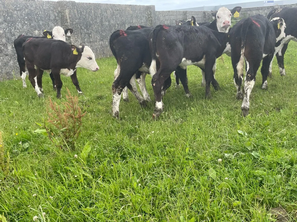 Proper Reared Hereford Heifers - Image 4