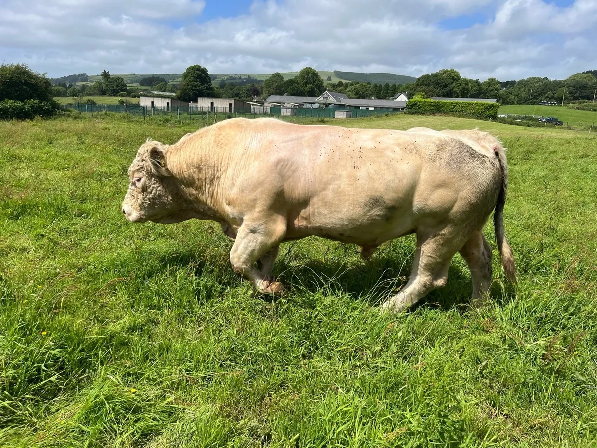 Pedigree Charolais bull - Image 1
