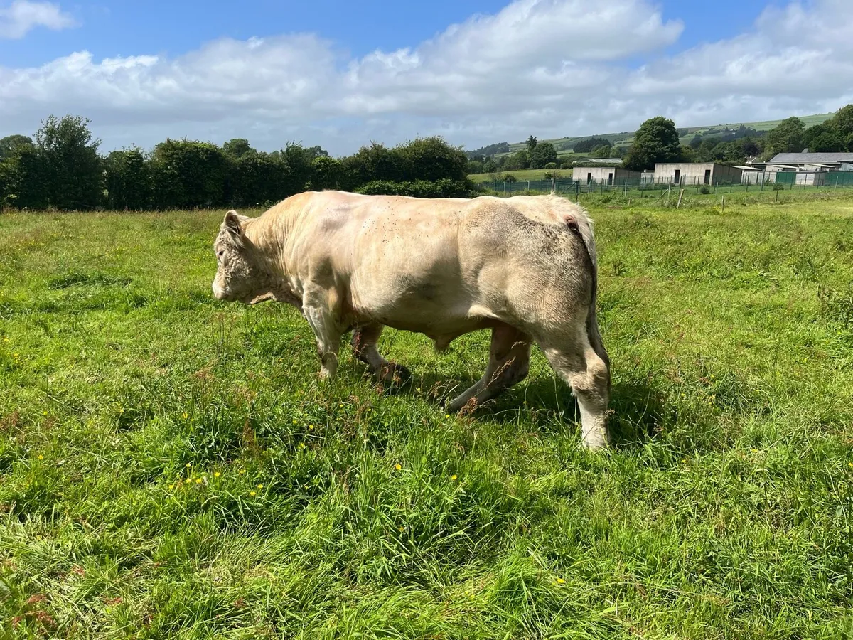 Pedigree Charolais bull - Image 2