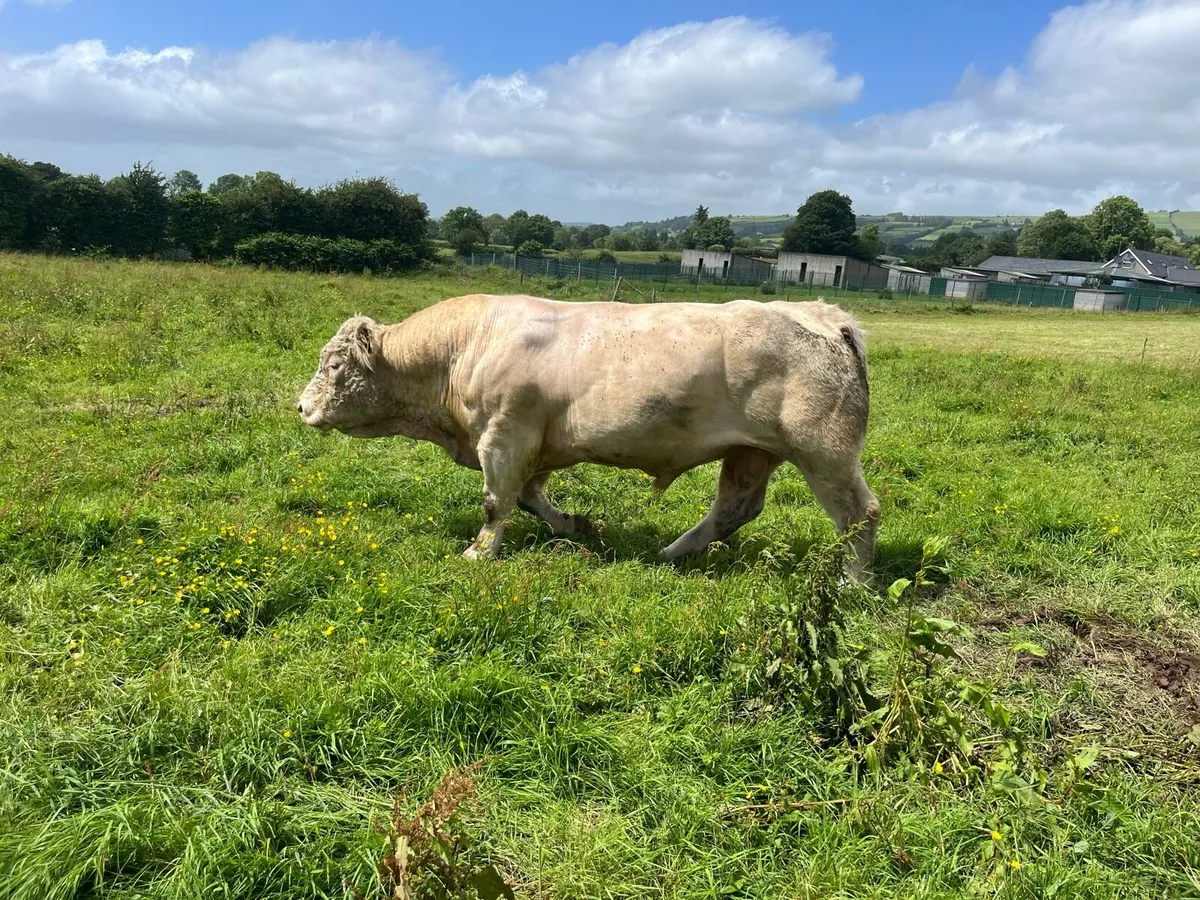 Pedigree Charolais bull - Image 3