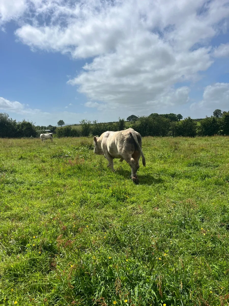 Pedigree Charolais bull - Image 4