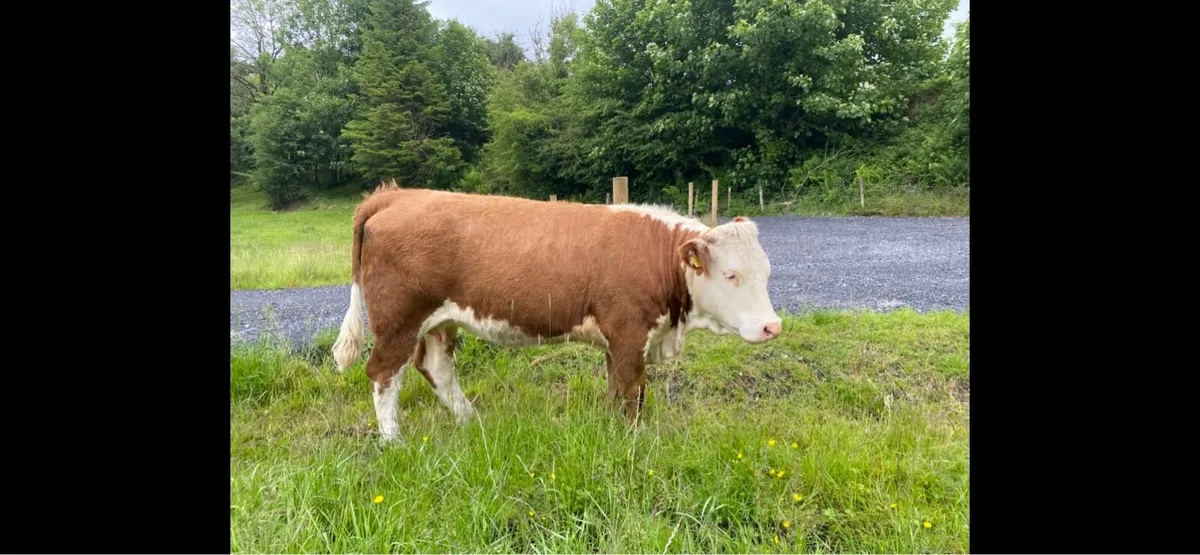 In-calf SIx Heifer for Balla Mart 13th June - Image 1