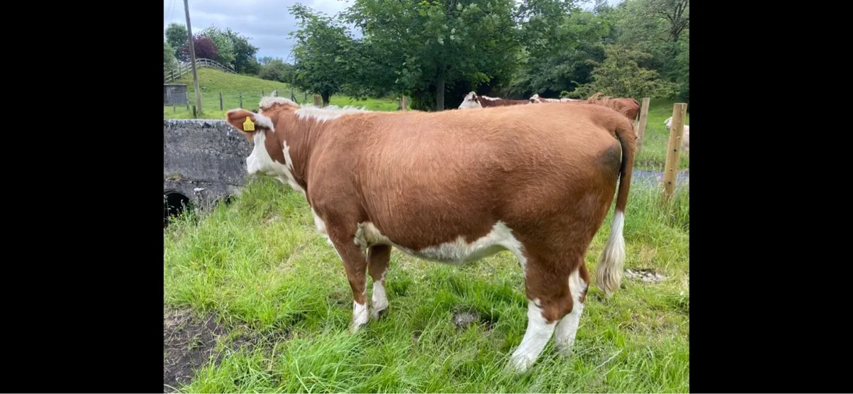 In-calf SIx Heifer for Balla Mart 13th June - Image 2