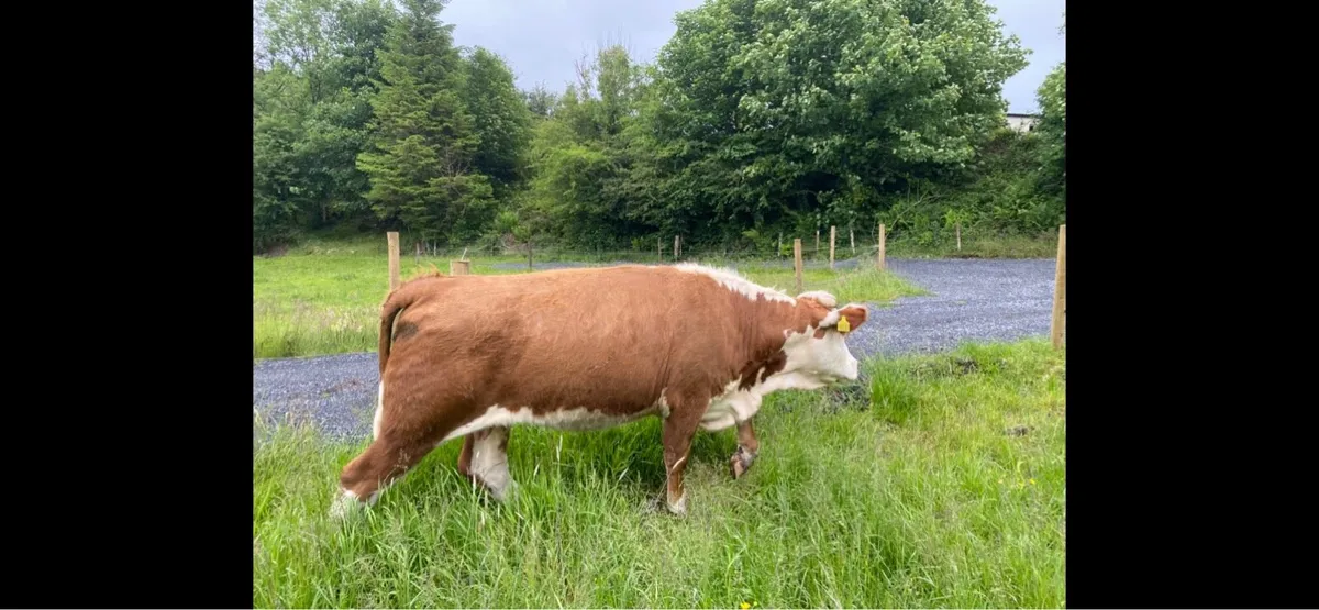 In-calf SIx Heifer for Balla Mart 13th June - Image 3