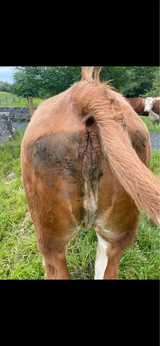 In-calf SIx Heifer for Balla Mart 13th June - Image 4
