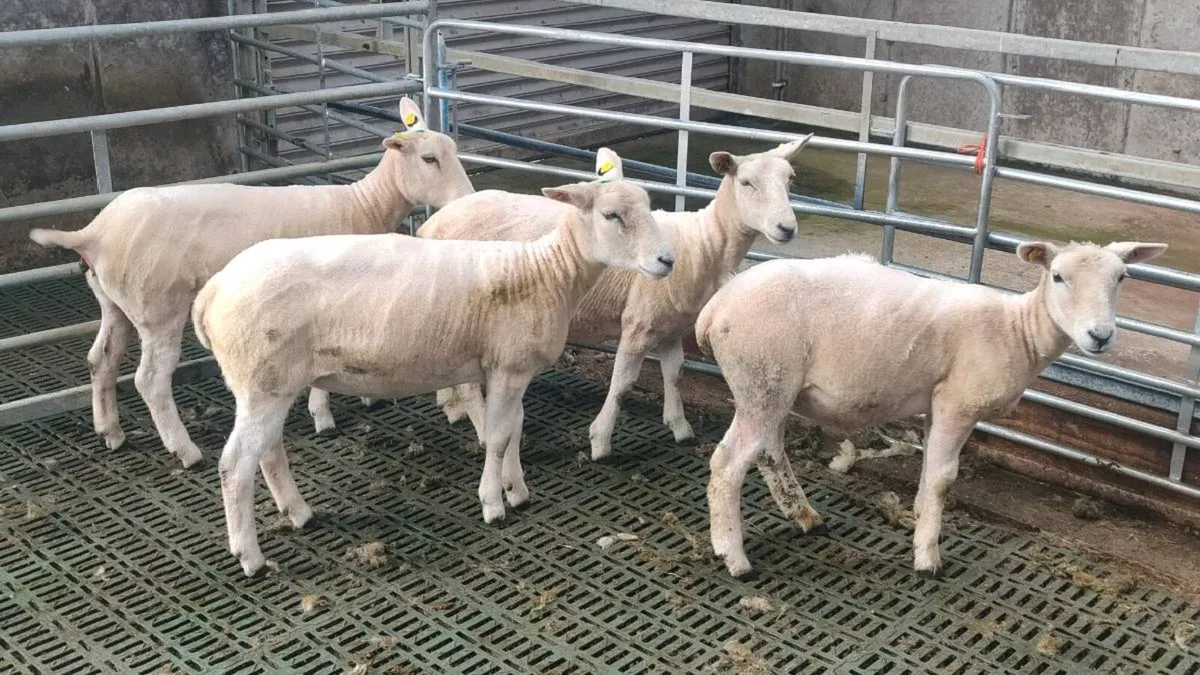 Hogget Ewe's, Teaser Ram, Ewe & Lamb @ foot - Image 1