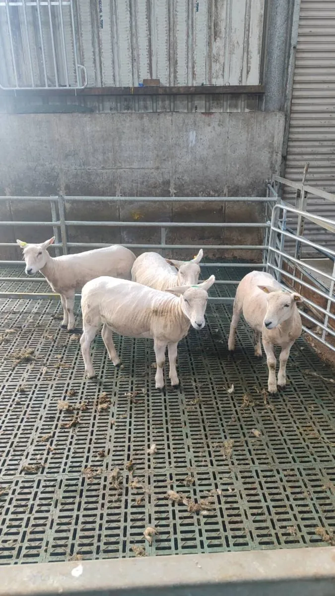Hogget Ewe's, Teaser Ram, Ewe & Lamb @ foot - Image 2
