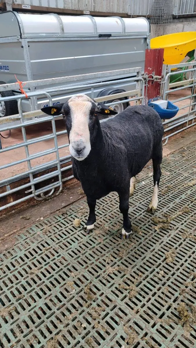 Hogget Ewe's, Teaser Ram, Ewe & Lamb @ foot - Image 3