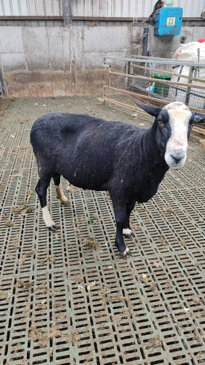 Hogget Ewe's, Teaser Ram, Ewe & Lamb @ foot - Image 4