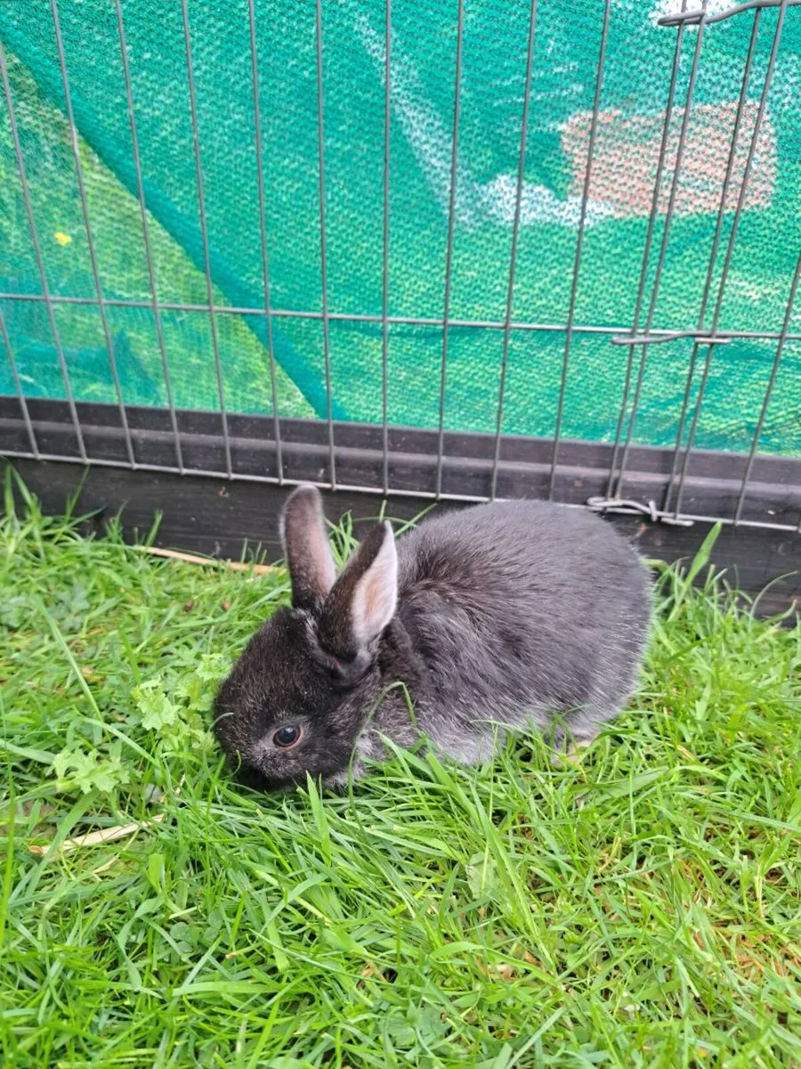 Baby Rabbits - Image 2