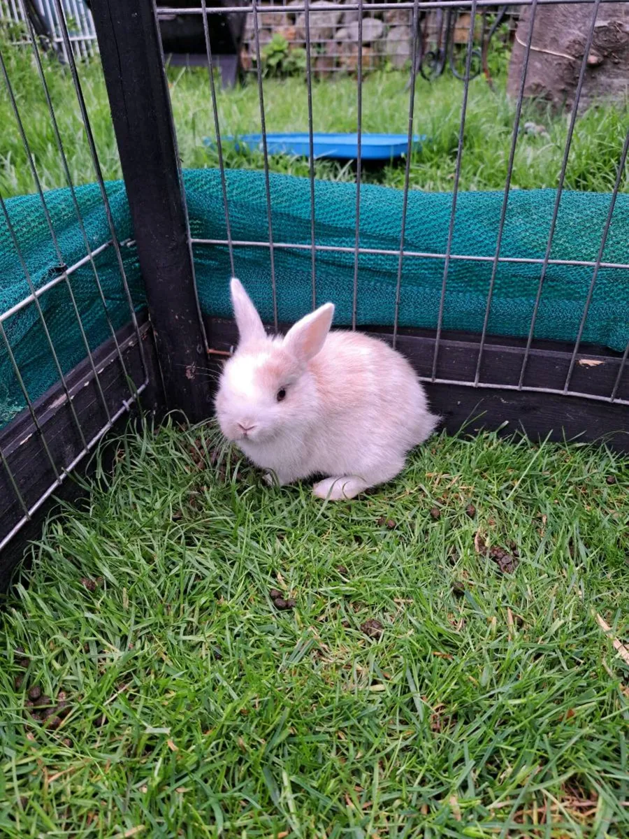 Baby Rabbits - Image 1