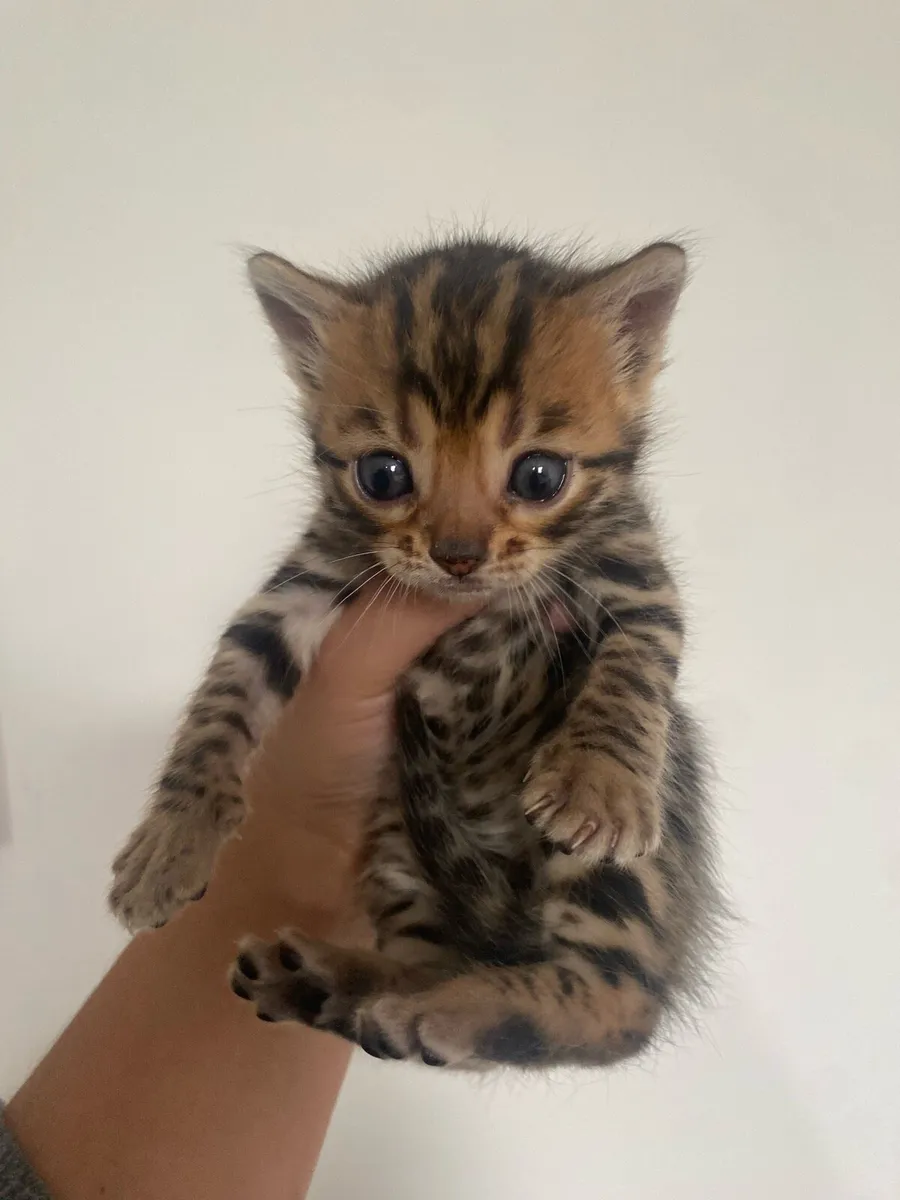Bengal Girl - Image 1