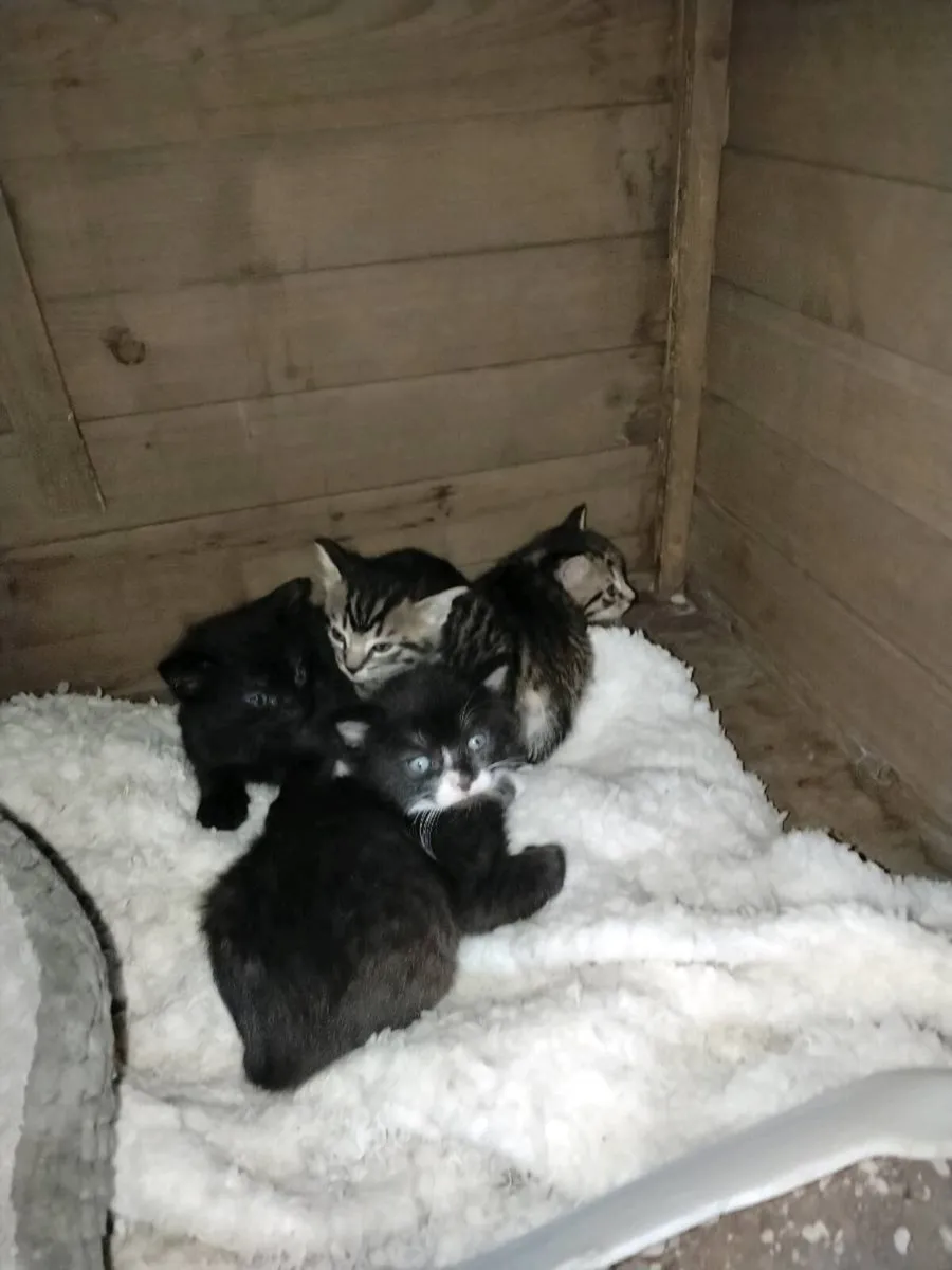 Lovely kittens for sale - Image 1