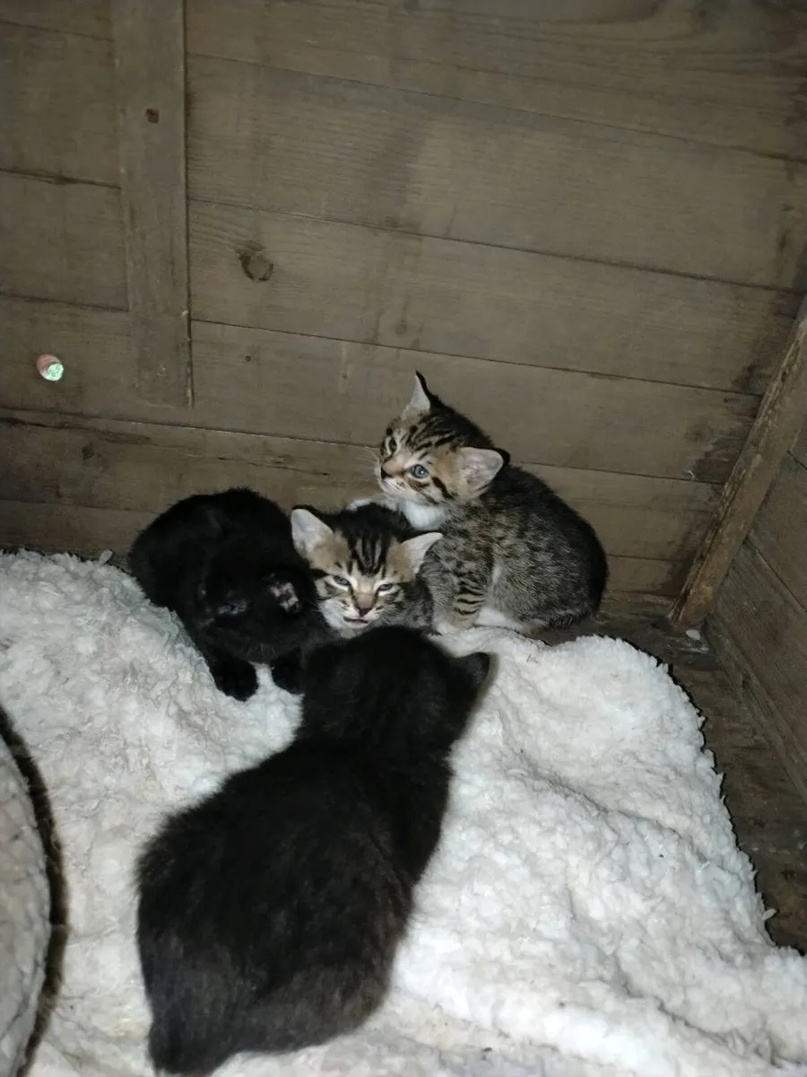 Lovely kittens for sale - Image 2