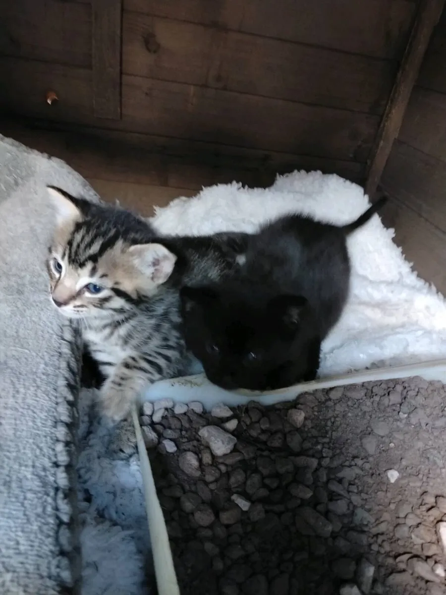 Lovely kittens for sale - Image 3