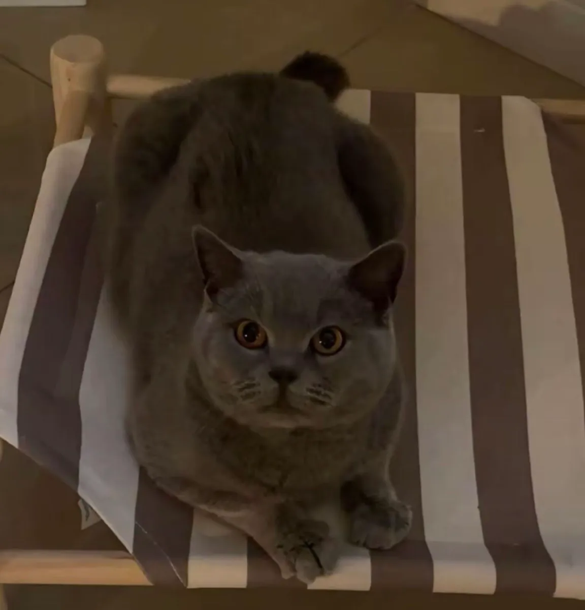 British shorthair female - Image 1
