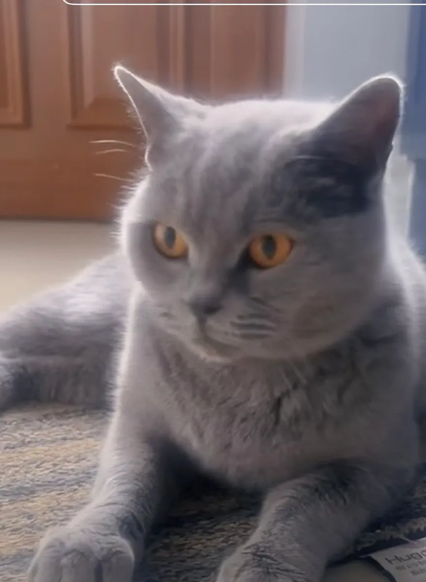 British shorthair female - Image 2