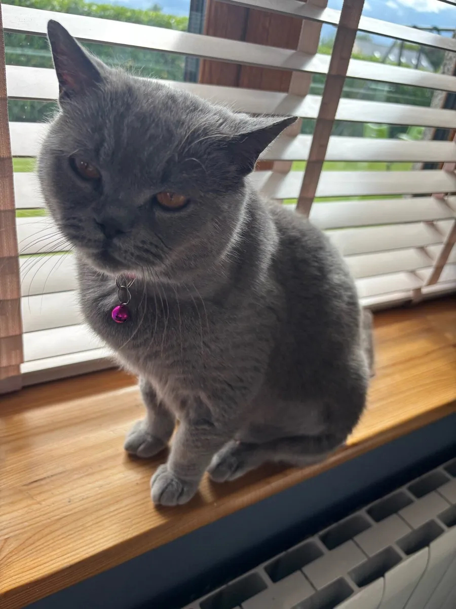 British shorthair female - Image 3