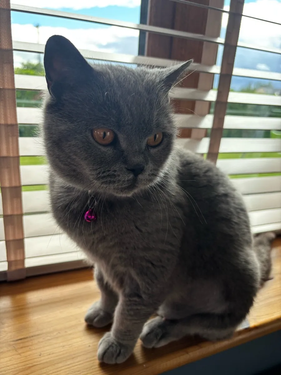 British shorthair female - Image 4