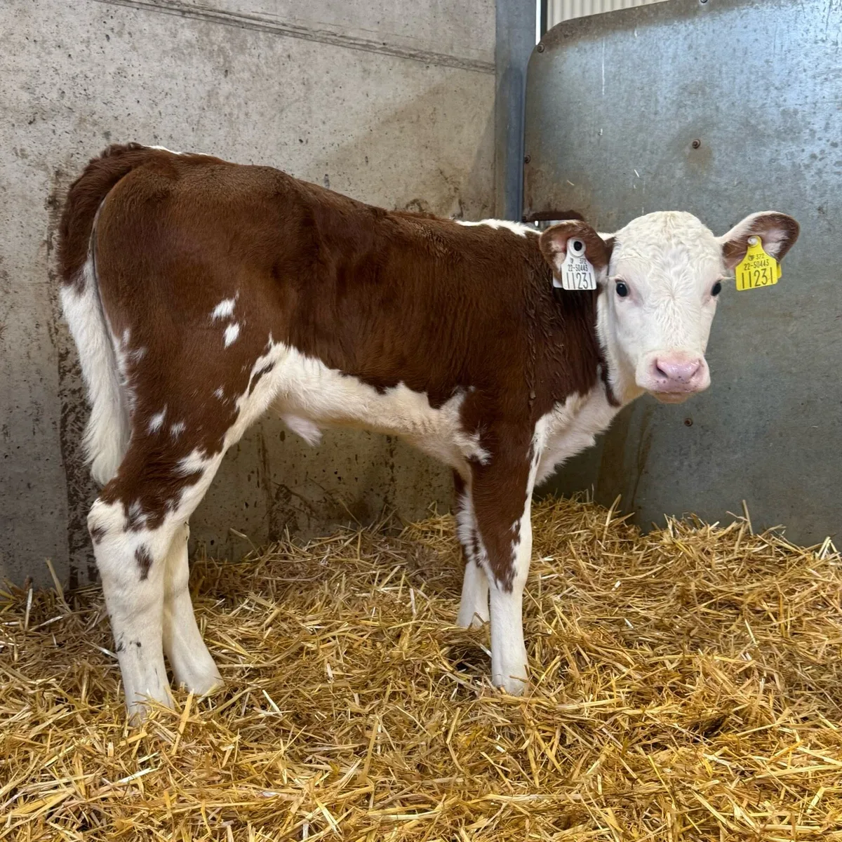 Hereford Heifers - Image 1