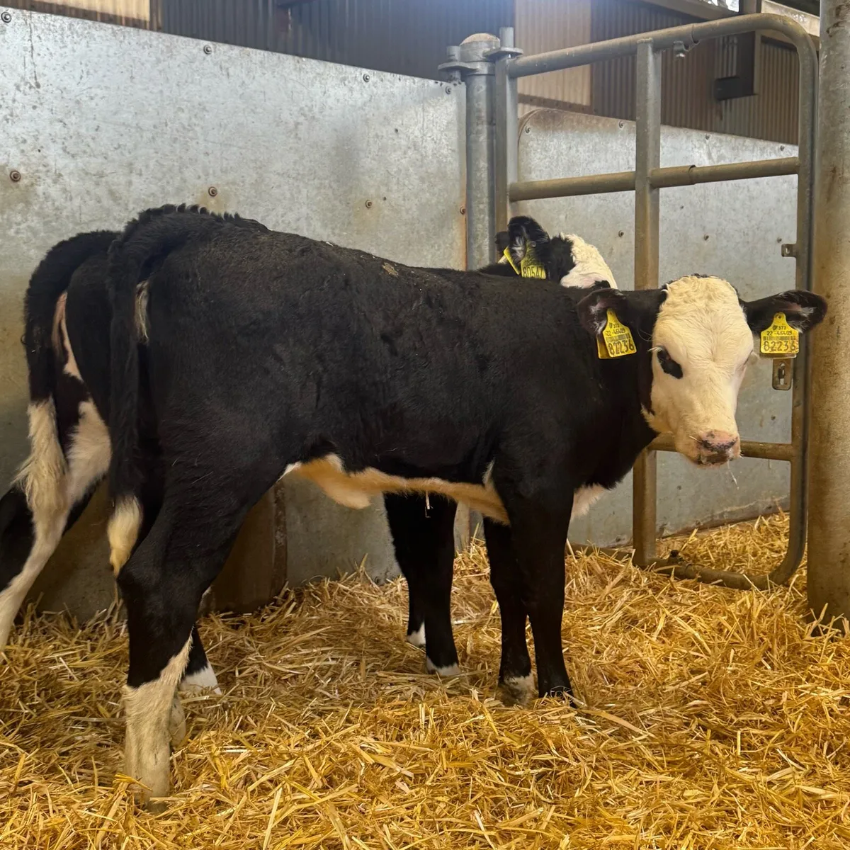 Hereford Heifers - Image 3