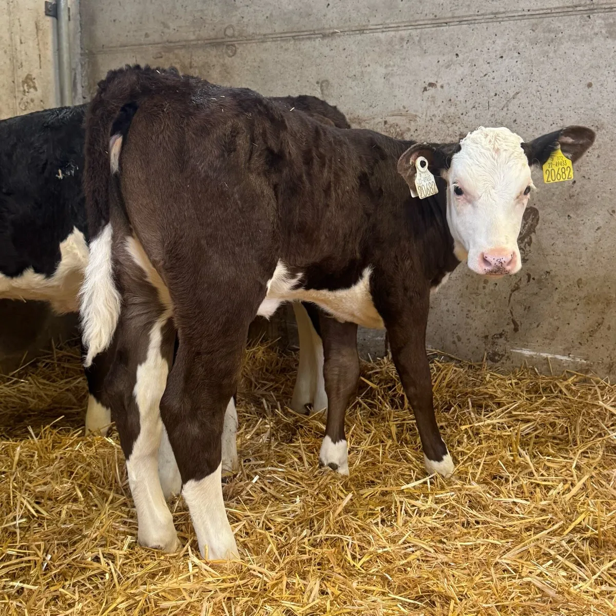 Hereford Heifers - Image 2
