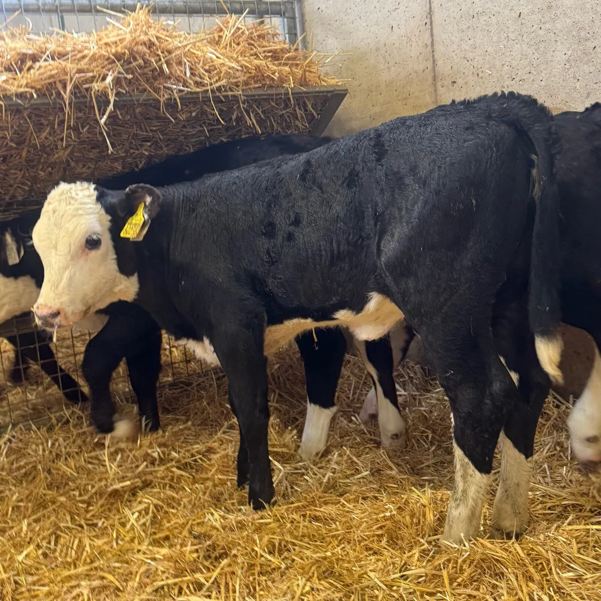 Hereford Heifers - Image 4