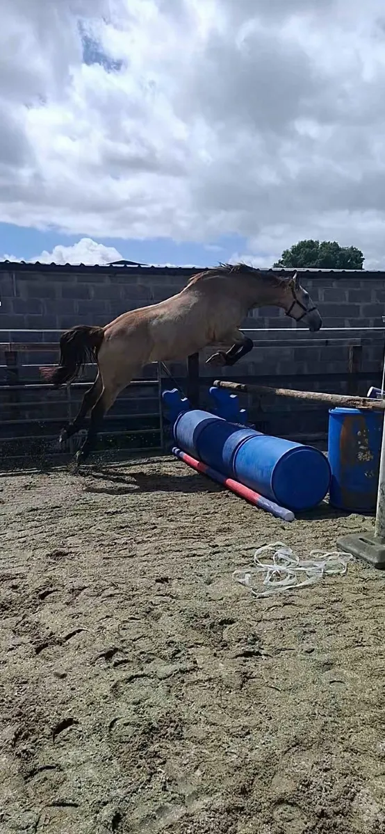 4yr old Dun Gelding - Image 3