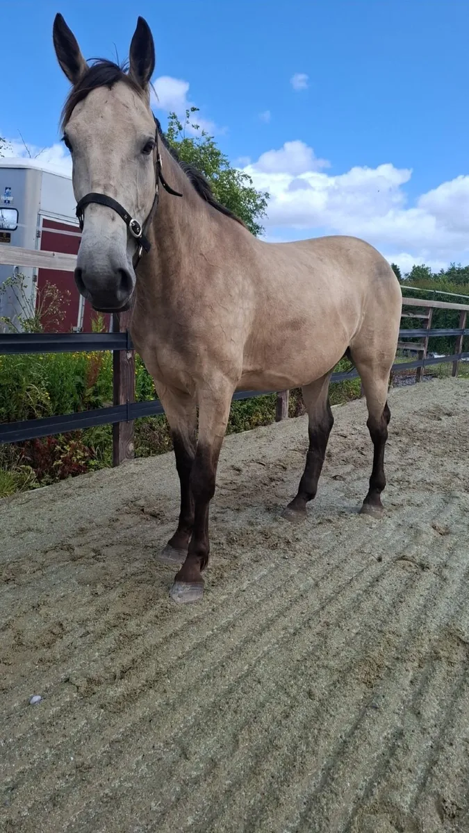 4yr old Dun Gelding - Image 2