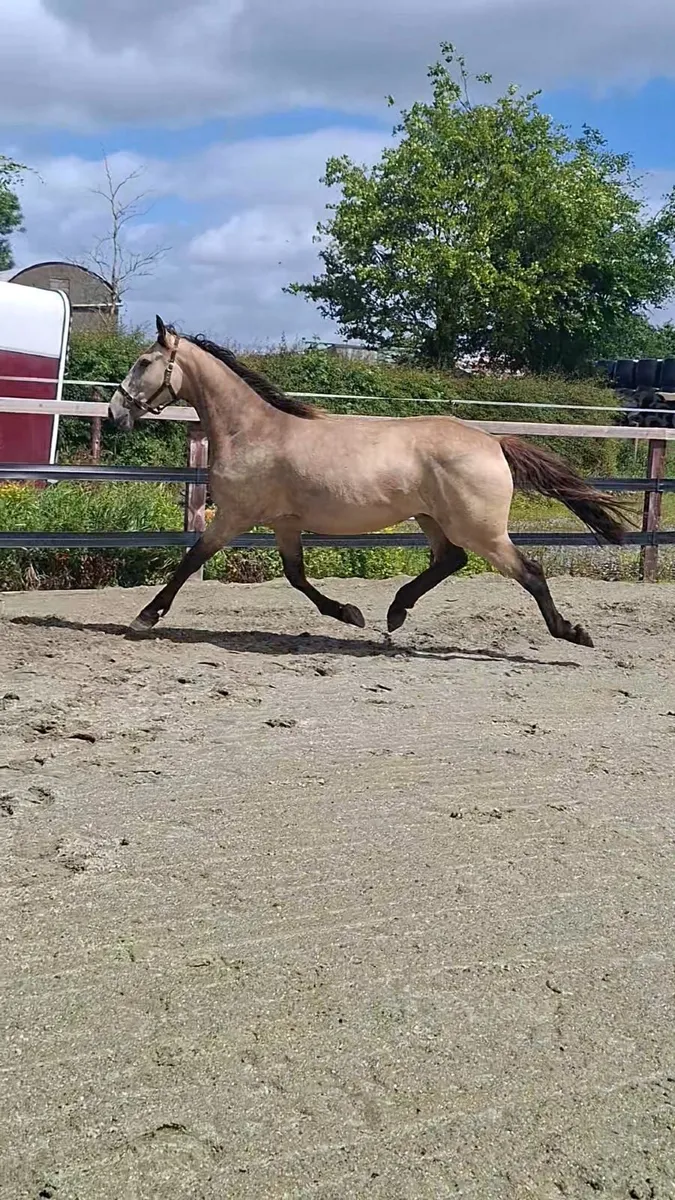 4yr old Dun Gelding - Image 1