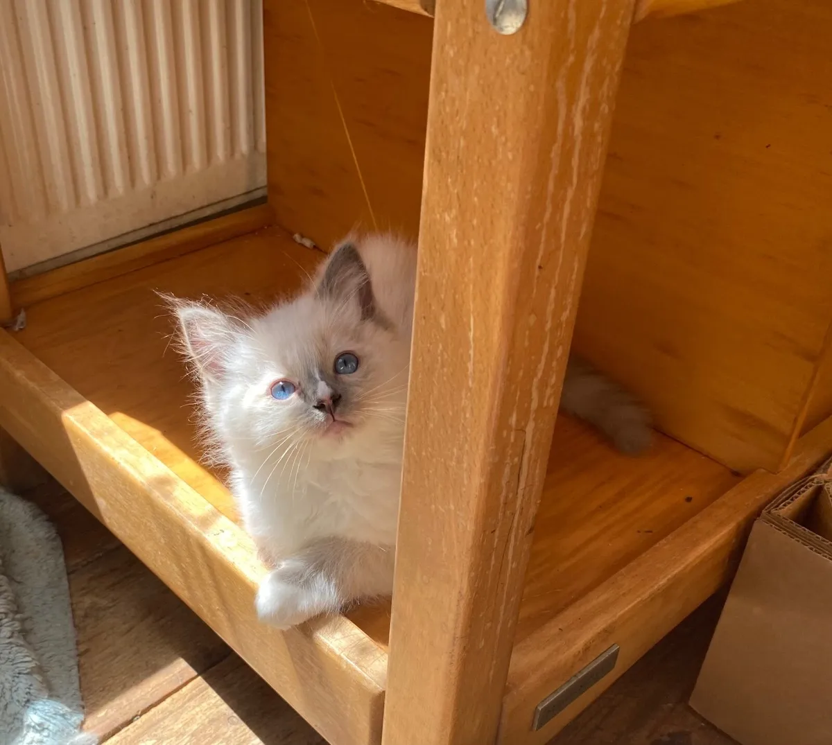 Ragdoll kittens GCCFI registered - Image 1