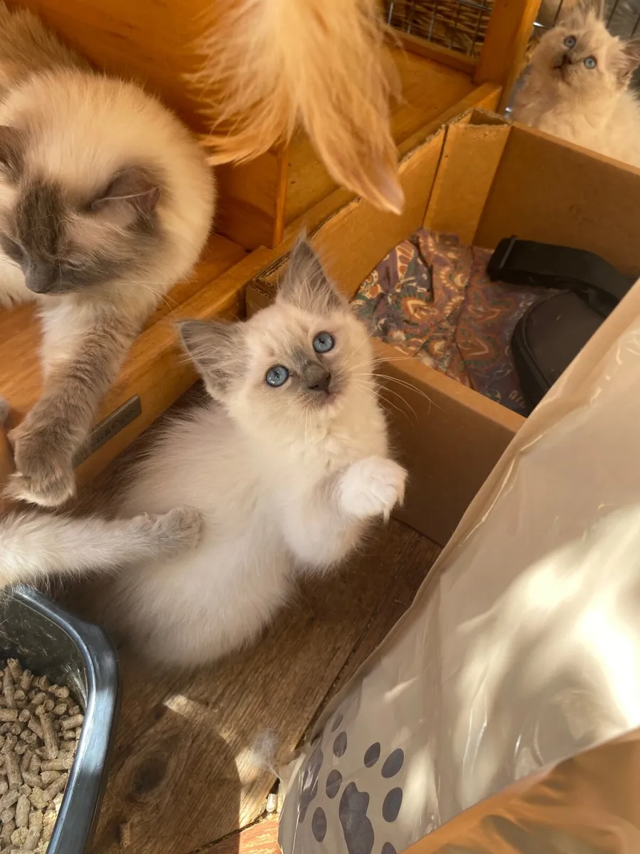 Ragdoll kittens GCCFI registered - Image 2