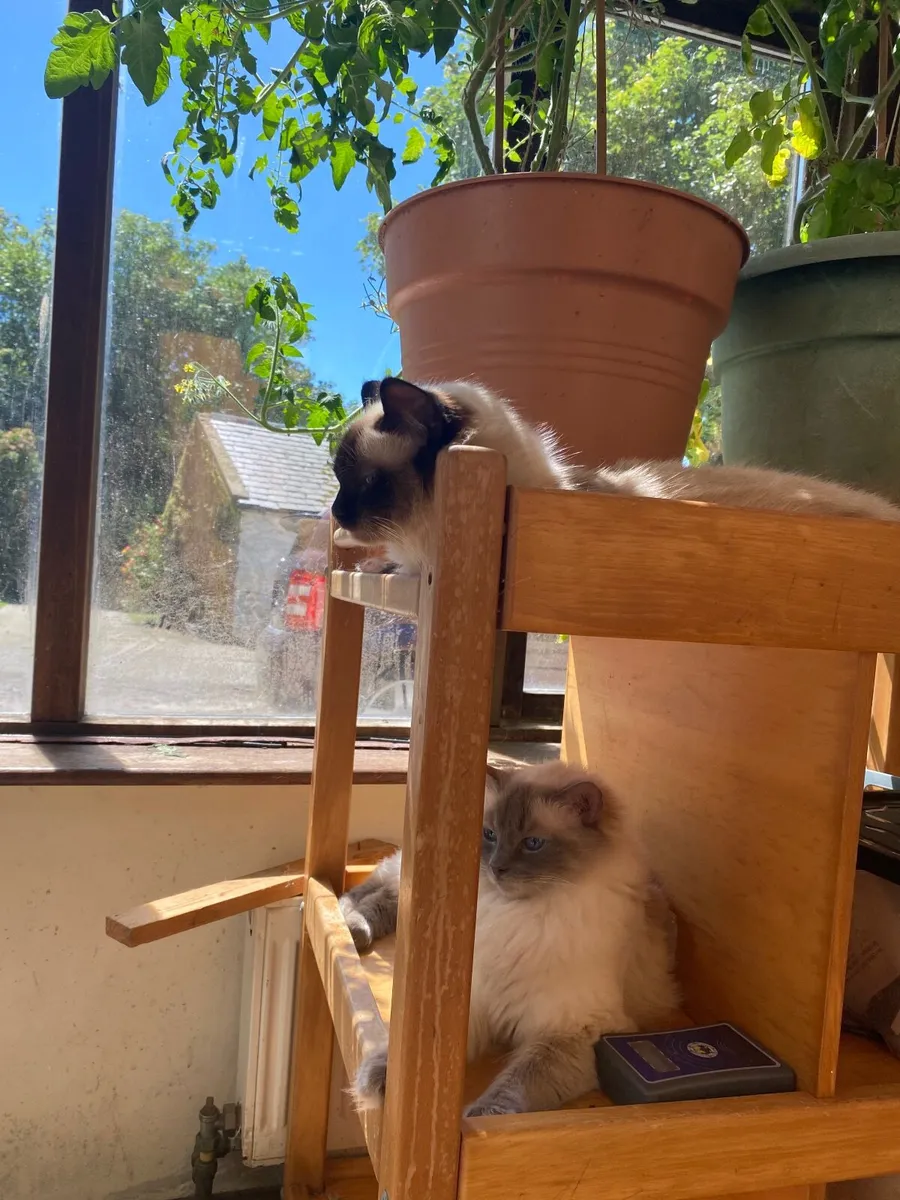 Ragdoll kittens GCCFI registered - Image 4