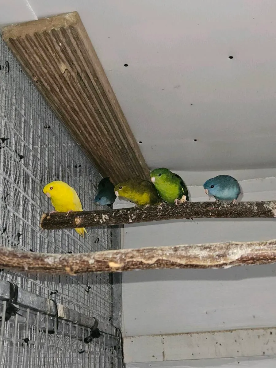 10 lineolated Parakeets - Image 2