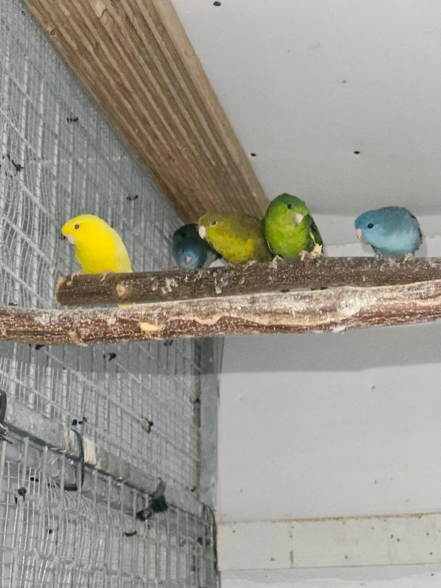 10 lineolated Parakeets - Image 1