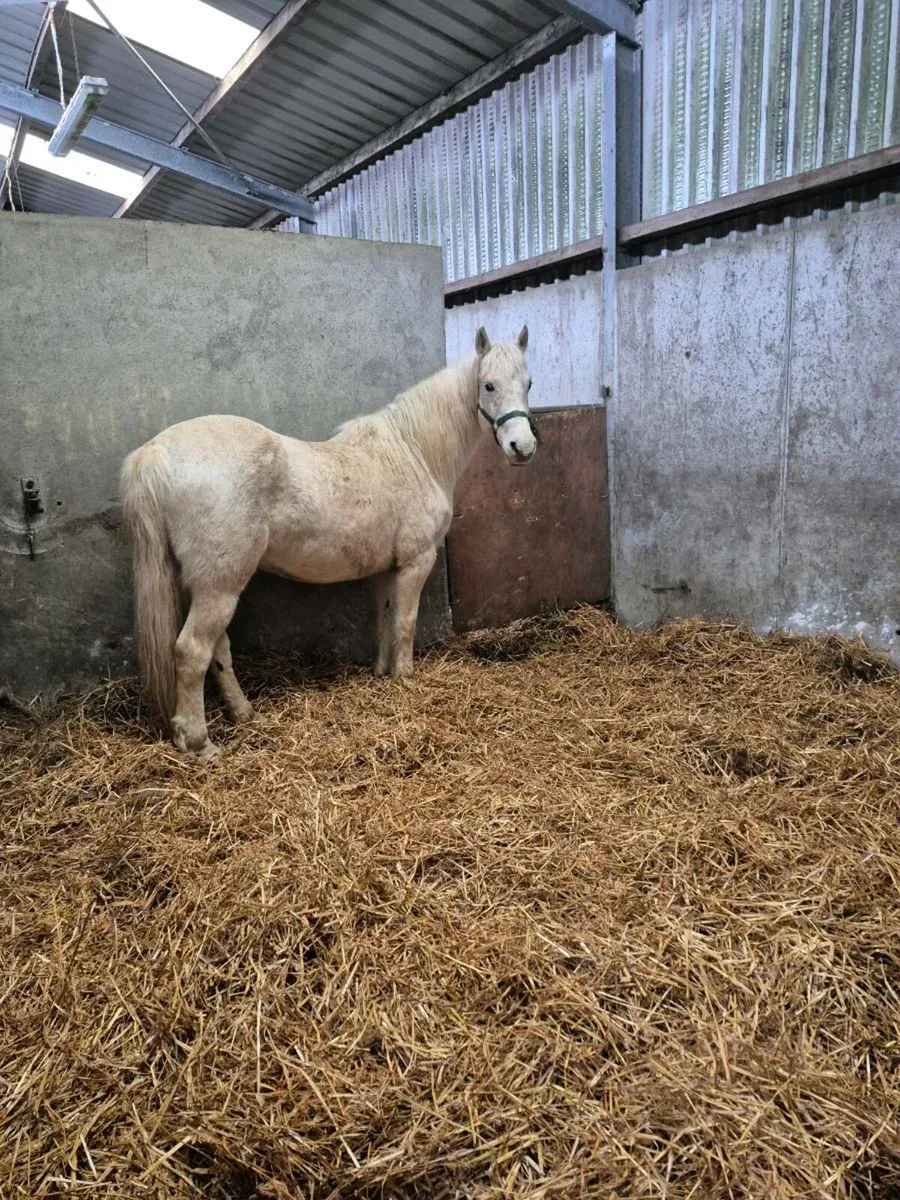 Connemara pony - Image 2