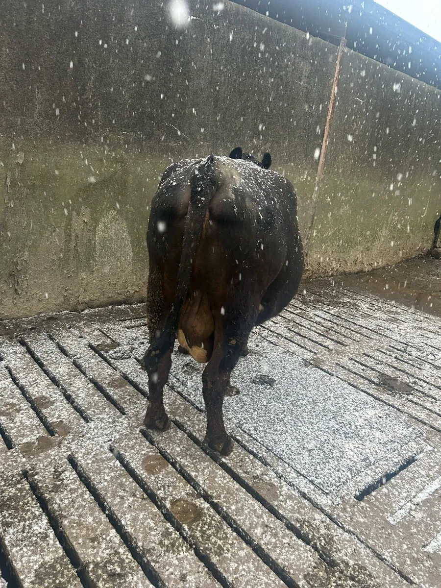 In Calf Cow - Image 2