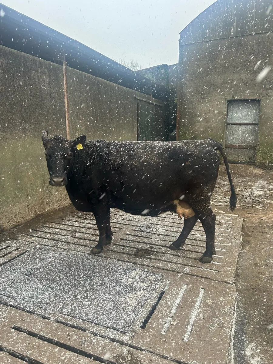 In Calf Cow - Image 1