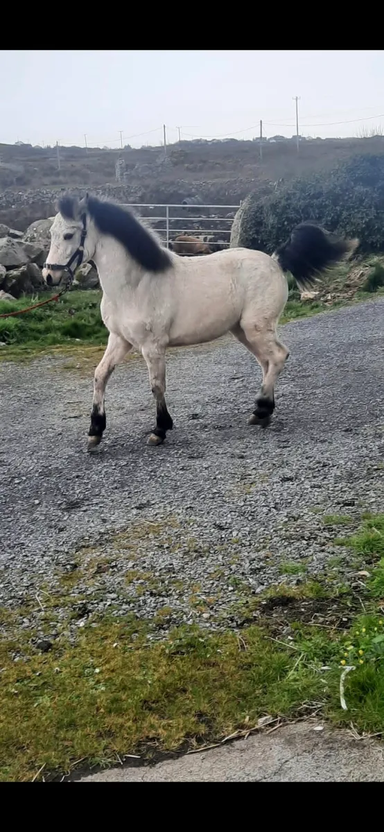 Connemara pony - Image 3